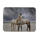 Suche nach pferd magnete Bauernhof