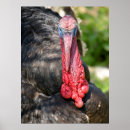 Suche nach turkey poster Farm