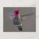 Suche nach flying postkarten Tiere