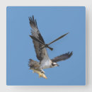 Suche nach eitelkeit poster Fischfalken