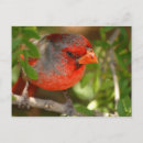 Suche nach red cardinal postkarten Bird