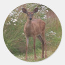 Suche nach rotwild aufkleber Kitz