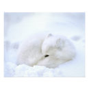 Suche nach fuchs poster Manitoba