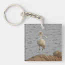 Suche nach watender vogel Fotografie