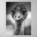 Suche nach emu poster Fotografie