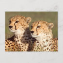 Suche nach acinonyx jubatus postkarten Tag
