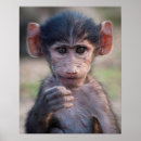 Suche nach african animals poster Nature