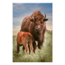 Suche nach bison foto poster Fotografie