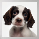 Suche nach portr Welpe