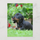Suche nach glatte dackel poster Welpe