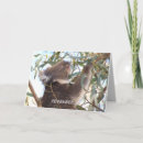 Suche nach australien koala karten Eukalyptus