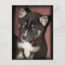 Suche nach blaues auge postkarten Hunde