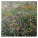 Suche nach zollern fliesen Wildblumen