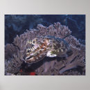 Suche nach cuttlefish Unterwasser