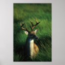 Suche nach andere säugetiere poster Wasser