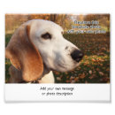 Suche nach hunde fotografie poster Niedlicher hund