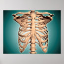 Suche nach menschliche knochen poster Skelett