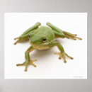Suche nach baumfrosch poster Grün