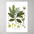 Suche nach getrocknet kunst Blume