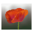 Suche nach rot fotodruck Blume