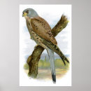 Suche nach falco poster Vögel