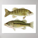 Suche nach bass poster Forelle
