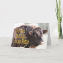 Suche nach lustiger stier postkarten Rinder