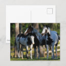 Suche nach drei pferde postkarten Bob sprache