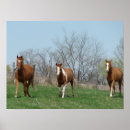 Suche nach gelding poster Sauerampfer