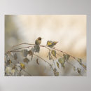 Suche nach hummingbird poster Baum