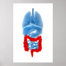 Suche nach lungen poster Innere organe