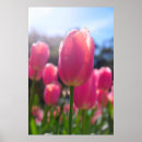 Suche nach tulpen poster Rosa