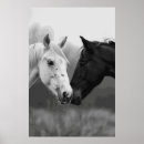 Suche nach lustige pferde poster Fotografie