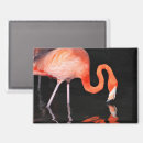 Suche nach der flamingo magnete Spaß