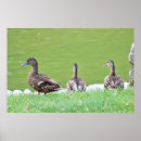 Suche nach pond poster Enten