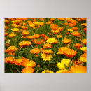 Suche nach ringelblume poster Botanisch