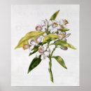 Suche nach flöhe poster Blume