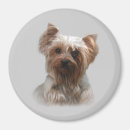 Suche nach yorkshire terrier magnete Hunde