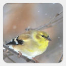 Suche nach goldfinches aufkleber Vogelliebhaber