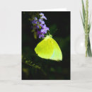 Suche nach gelber schmetterling karten Lila