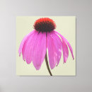 Suche nach echinacea poster Leinwand
