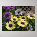 Suche nach osteospermum poster Blume