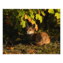 Suche nach kleiner fuchs poster Wild