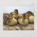 Suche nach entenküken poster Vögel