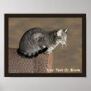 Suche nach felis catus poster Hauskatze