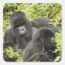Suche nach ruanda aufkleber Mary ann mcdonald