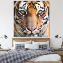 Suche nach tierbild poster Tiger