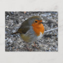 Suche nach niedliches rotkehlchen postkarten Natur