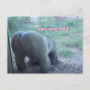 Suche nach lustiger gorilla postkarten Spaß
