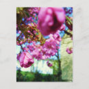 Suche nach blume rosa postkarten Fotografie